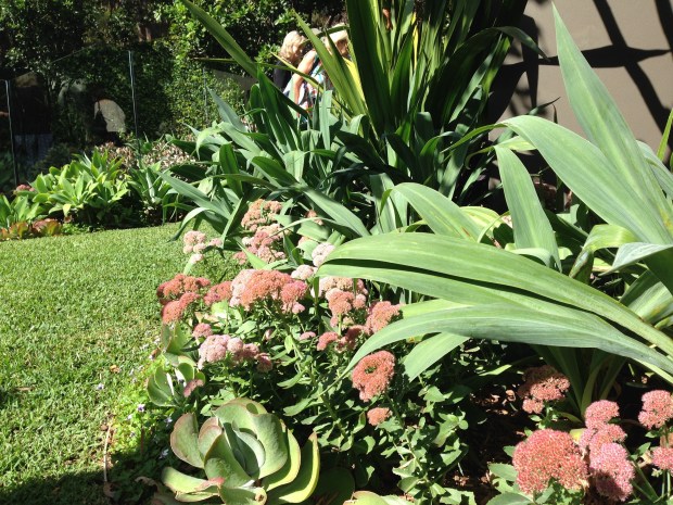 Sedum, Kalanchoe and Beschorneria. Janna Schreier