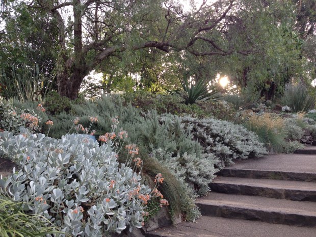 Silver succulents and non-succulents. Janna Schreier