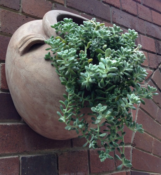 Succulent Wall Pot at Ginge. Janna Schreier
