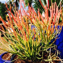Succulents in pots. Janna Schreier