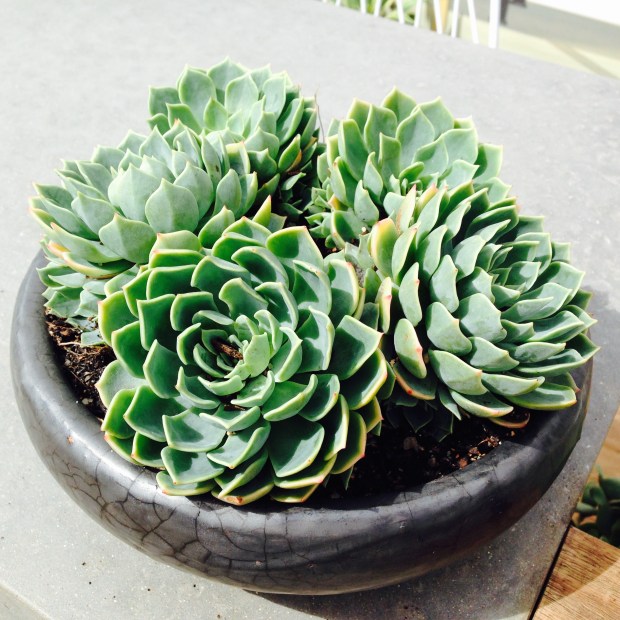 Succulents in pots. Janna Schreier