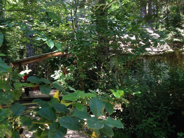 Bakery in the forest. Janna Schreier