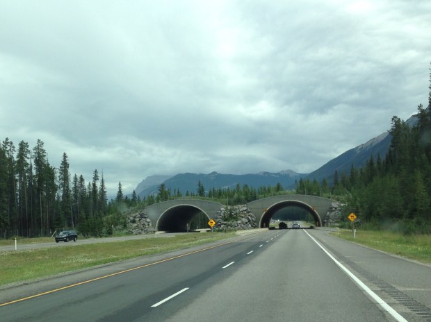 Bear crossing over the motorway. Janna Schreier