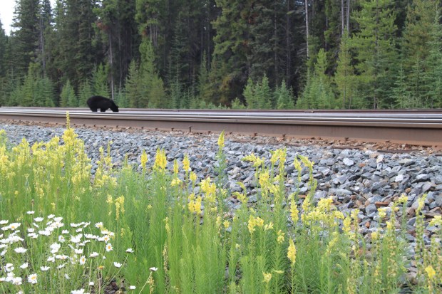 Bears, conifers and wildflowers near Banff. Janna Schreier