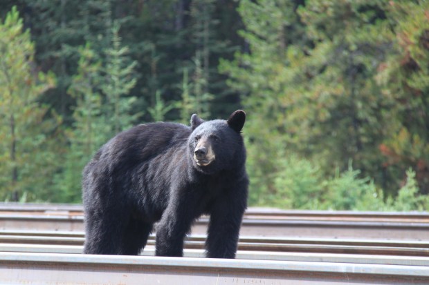 Brown bear in the Canadian Rockies. Janna Schreier