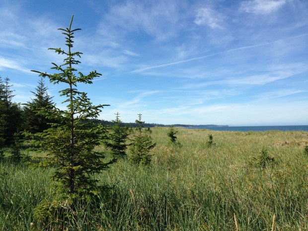 Christmas trees on the beach! Janna Schreier