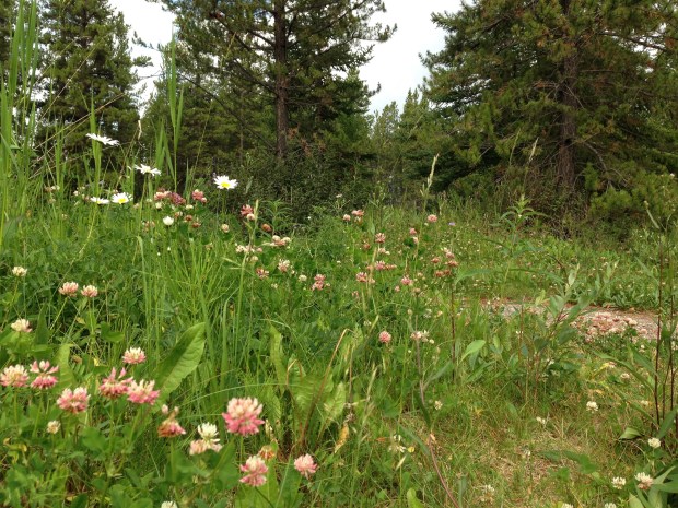 Clover and daisy wildflowers near Banff. Janna Schreier