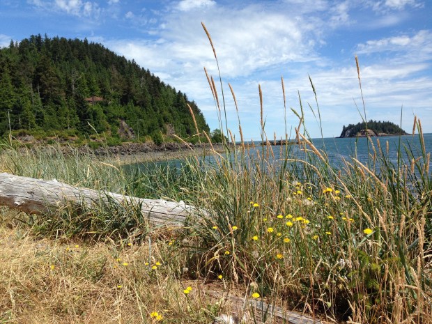 Coastal grasses and wildflowers in Haida Gwaii. Janna Schreier