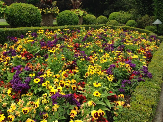Colour at Butchart Gardens. Janna Schreier