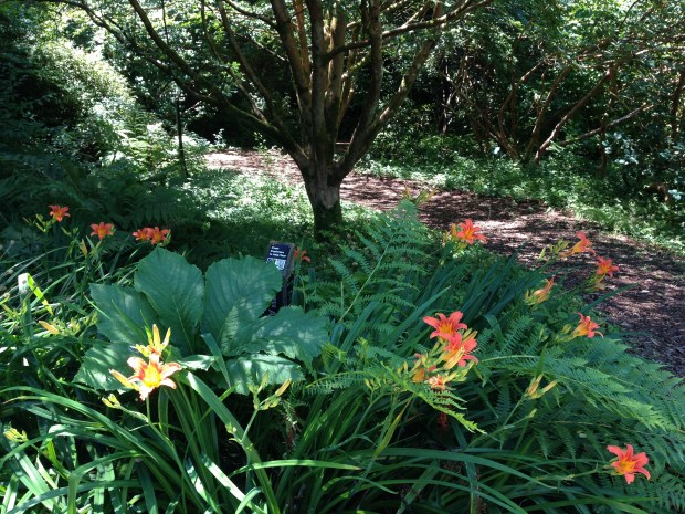 Day lilies, ferns and Rogersia. Janna Schreier