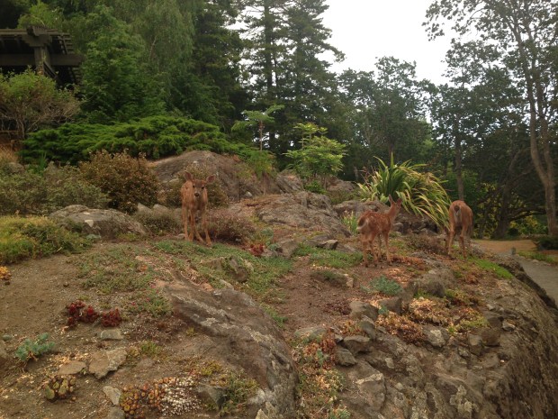 Deer at Government House, British Columbia. Janna Schreier