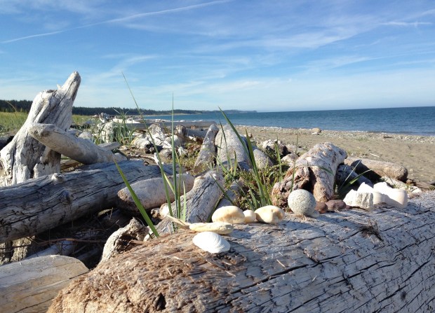 Driftwood and shells on the beach at Tlell. Janna Schreier