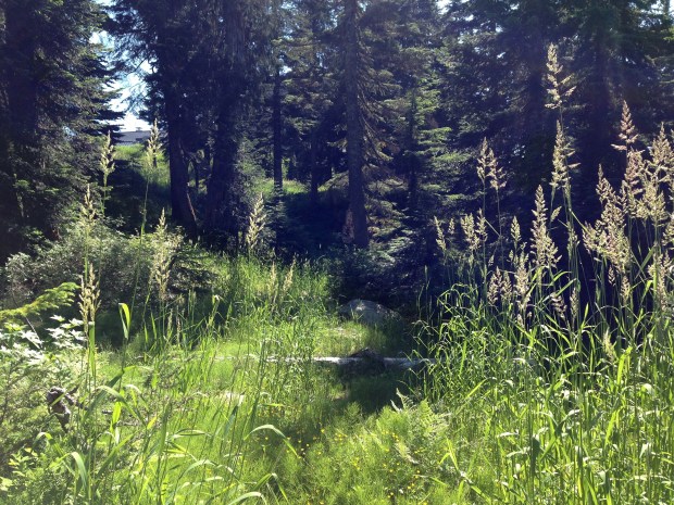 Ecowalk on Grouse Mountain. Janna Schreier
