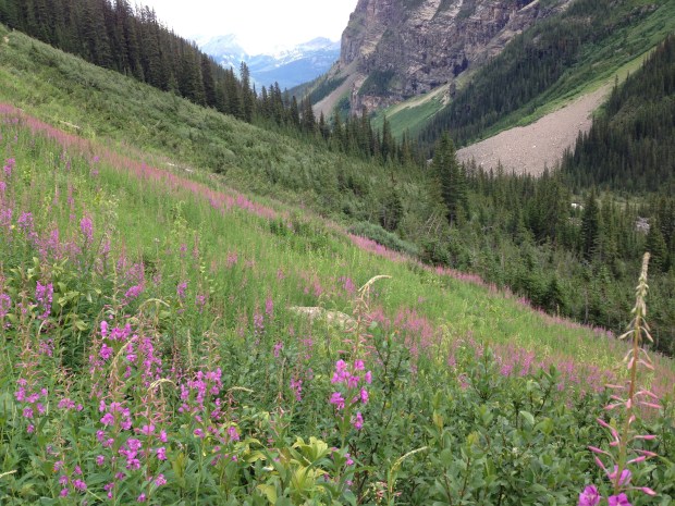 Fireweed at Lake Louise. Janna Schreier