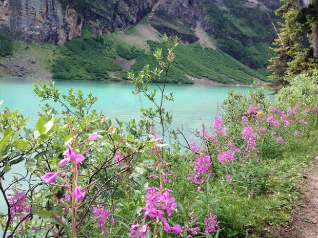 Fireweed at Lake Louise. Janna Schreier