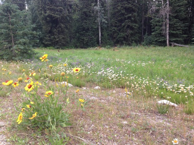 Gaillardia and Elks at Jasper. Janna Schreier