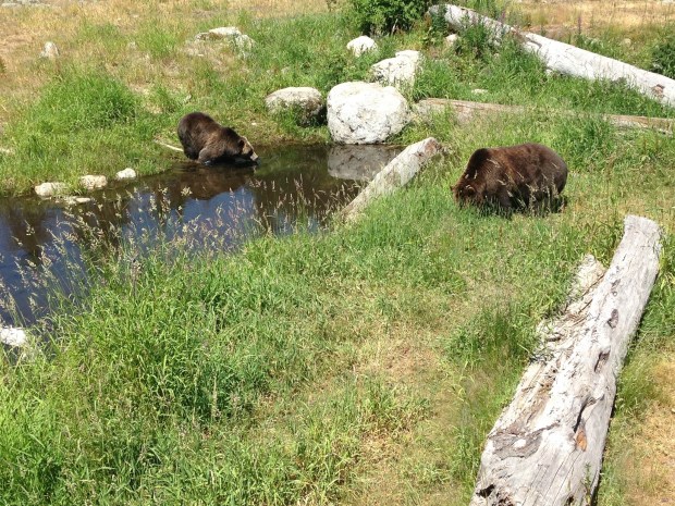 Grizzly Bears in British Columbia. Janna Schreier