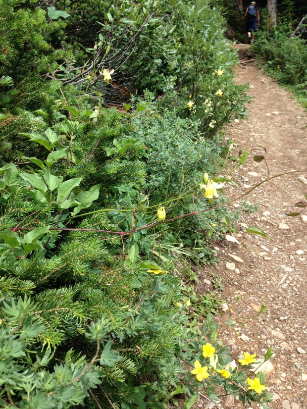 Aquilegia at Lake Louise