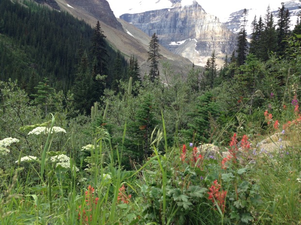 Indian paintbrush harebells at Lake Louise. Janna Schreier