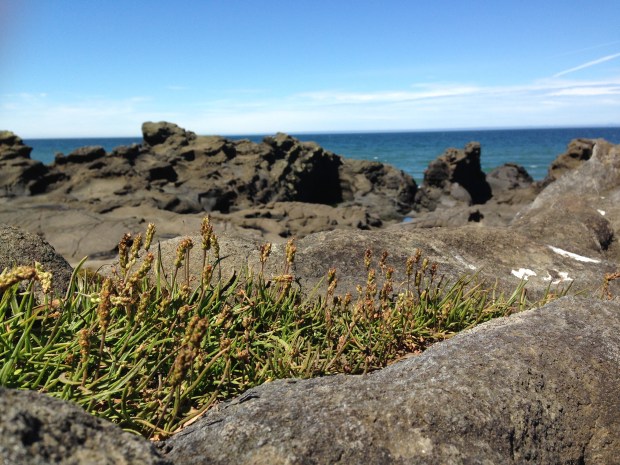 Life in the rock crevasses of Haida Gwaii. Janna Schreier