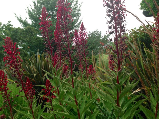 Lobelia tupa at Government House, British Columbia. Janna Schreier