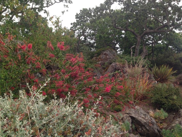 Melaleuca/Callistemon at Government House, British Columbia. Janna Schreier