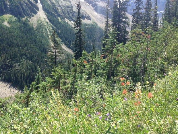 Mix of wildflowers at Lake Louise. Janna Schreier