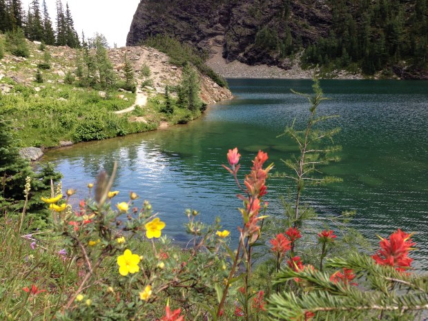 Mixed wildflowers at Lake Agnes. Janna Schreier