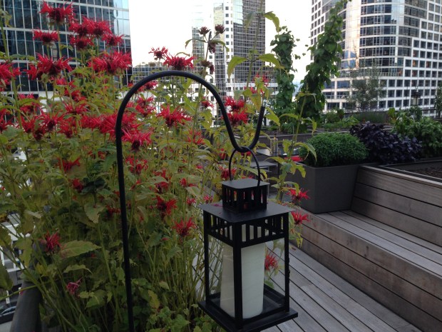 Monarda on the Roof Terrace of the Vancouver Club. Janna Schreier