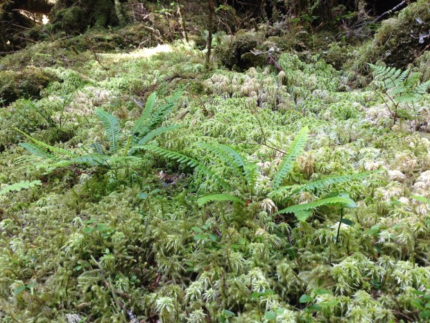 Mosses and ferns at Haida Gwaii. Janna Schreier