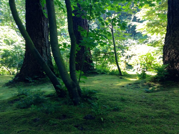 Mossy carpet at Nitobe Japanese Garden. Janna Schreier