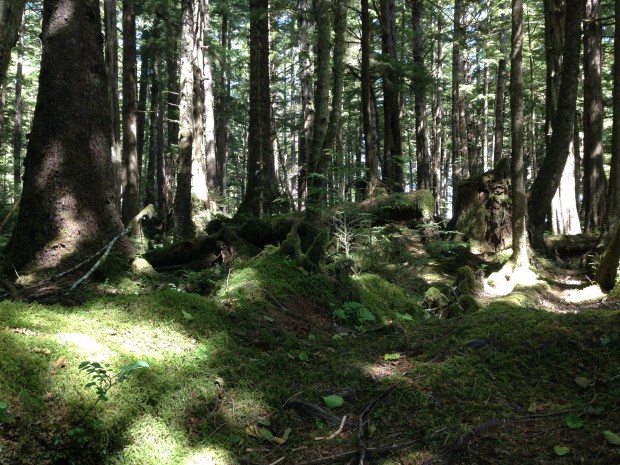 Mossy forests in Haida Gwaii. Janna Schreier