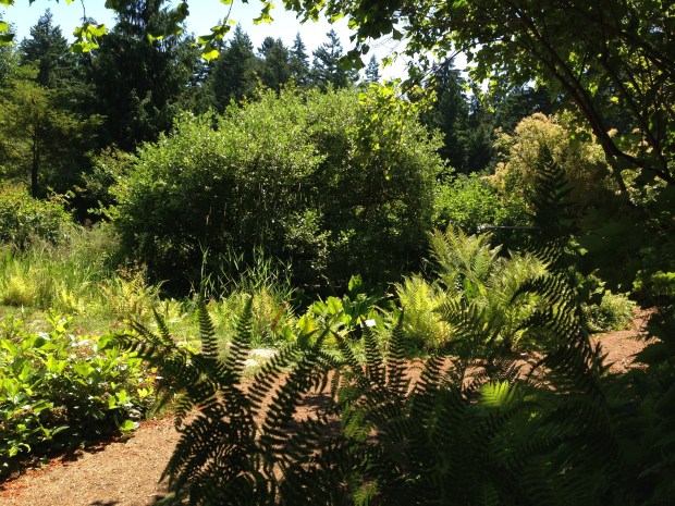 Native garden at the University of British Columbia Botanic Gardens. Janna Schreier