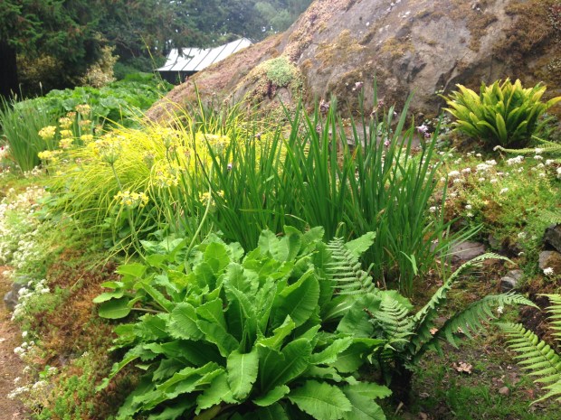 Naturalist garden at Government House, British Columbia. Janna Schreier