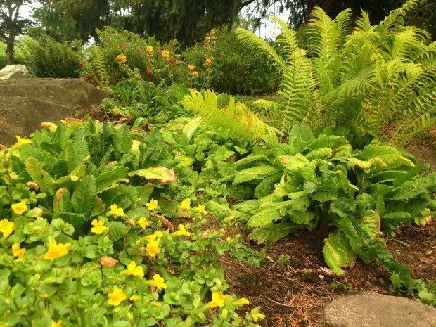 Naturalistic planting at Government House, Victoria. Janna Schreier