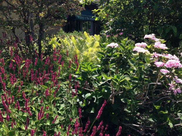 Persicaria, Hydrangea and ferns. Janna Schreier