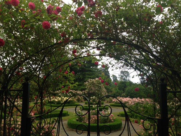 Rose garden at Government House, British Columbia. Janna Schreier
