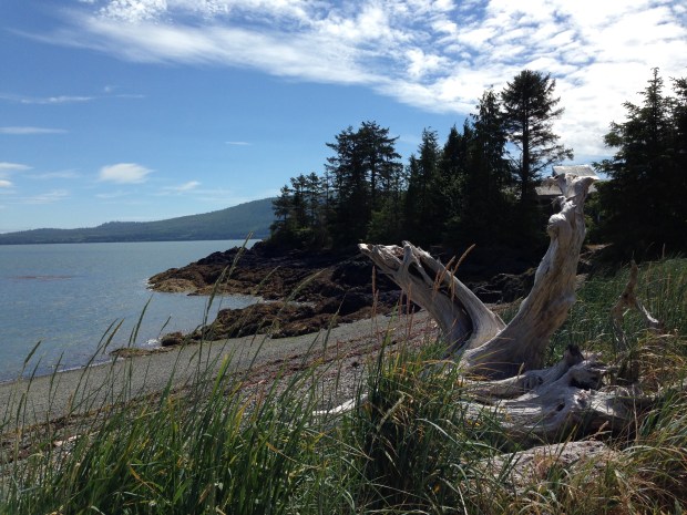 Sculptural driftwood at Haida Gwaii. Janna Schreier