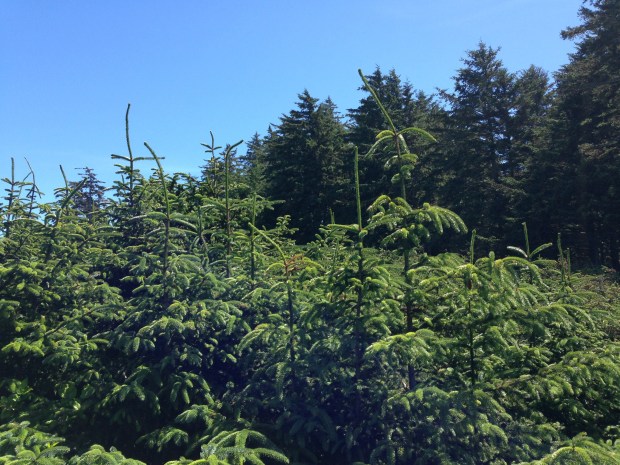 Spruces on the beach at Haida Gwaii. Janna Schreier
