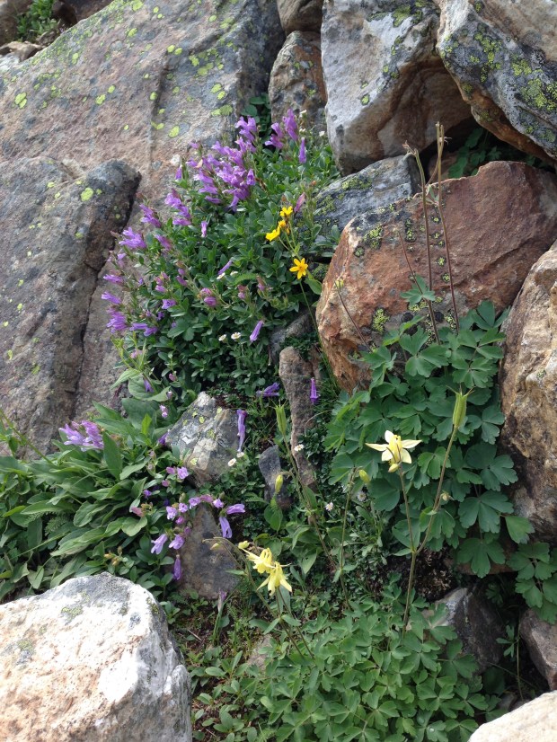 Wild Aquilegia at Lake Louise. Janna Schreier