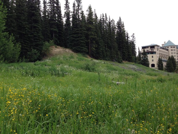 Wildflower meadows at Fairmont Chateau Lake Louise. Janna Schreier
