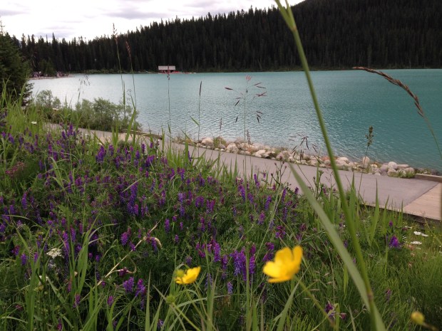 Wildflowers at Lake Louise. Janna Schreier