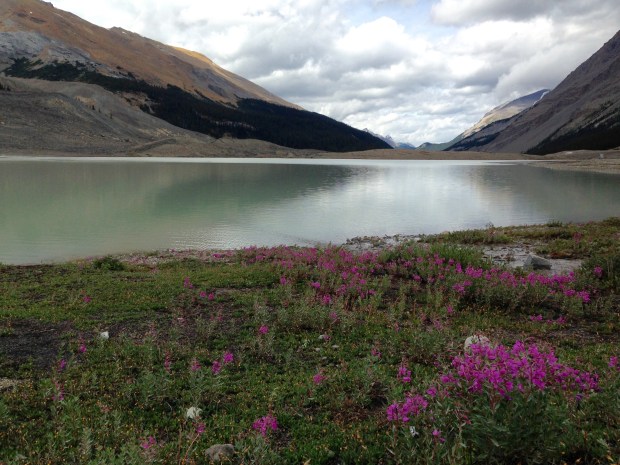 Wildflowers at Sunwapta Lake. Janna Schreier