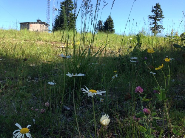 Wildflowers on Grouse Mountain. Janna Schreier