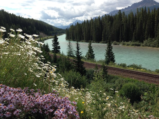 Wildflowers on the train embankment near Banff. Janna Schreier