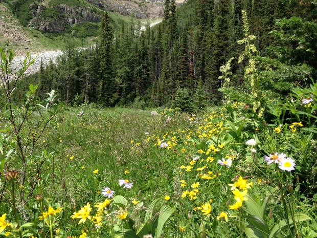 Yellow and white wildflower meadow near Lake Louise. Janna Schreier