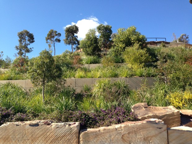 A sense of place at Barangaroo Reserve