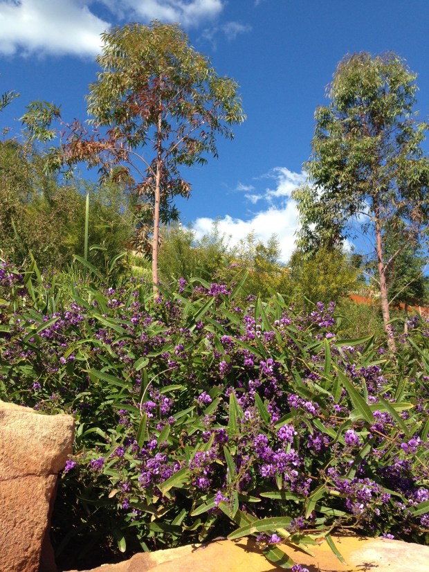 Australian colour at Barangaroo Reserve