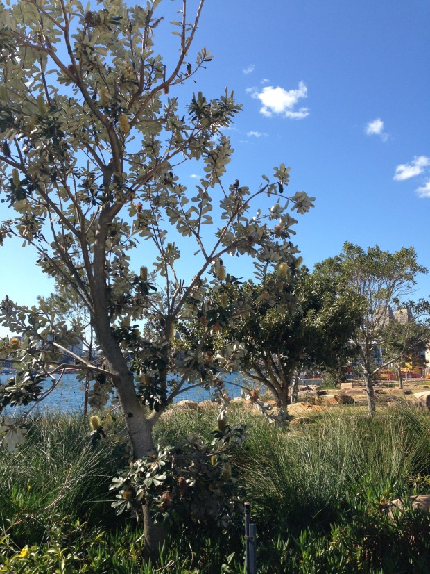 Banksia by the water at Barangaroo Reserve
