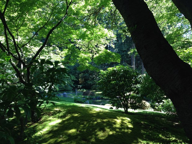 Beautiful light at Nitobe Japanese Garden